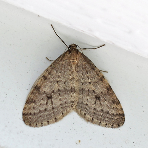 Bruce Spanworm Moth