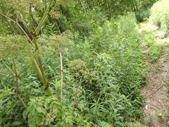 Angelica atropurpurea