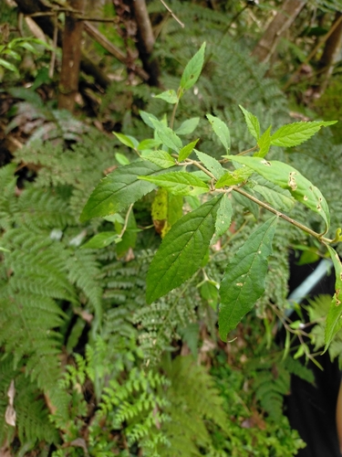 Image of Callicarpa randaiensis by (c) Yu-Chang Chen, some rights reserved (CC BY)