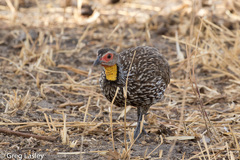 Pternistis leucoscepus