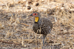 Pternistis leucoscepus