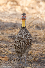 Pternistis leucoscepus