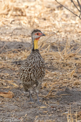 Pternistis leucoscepus