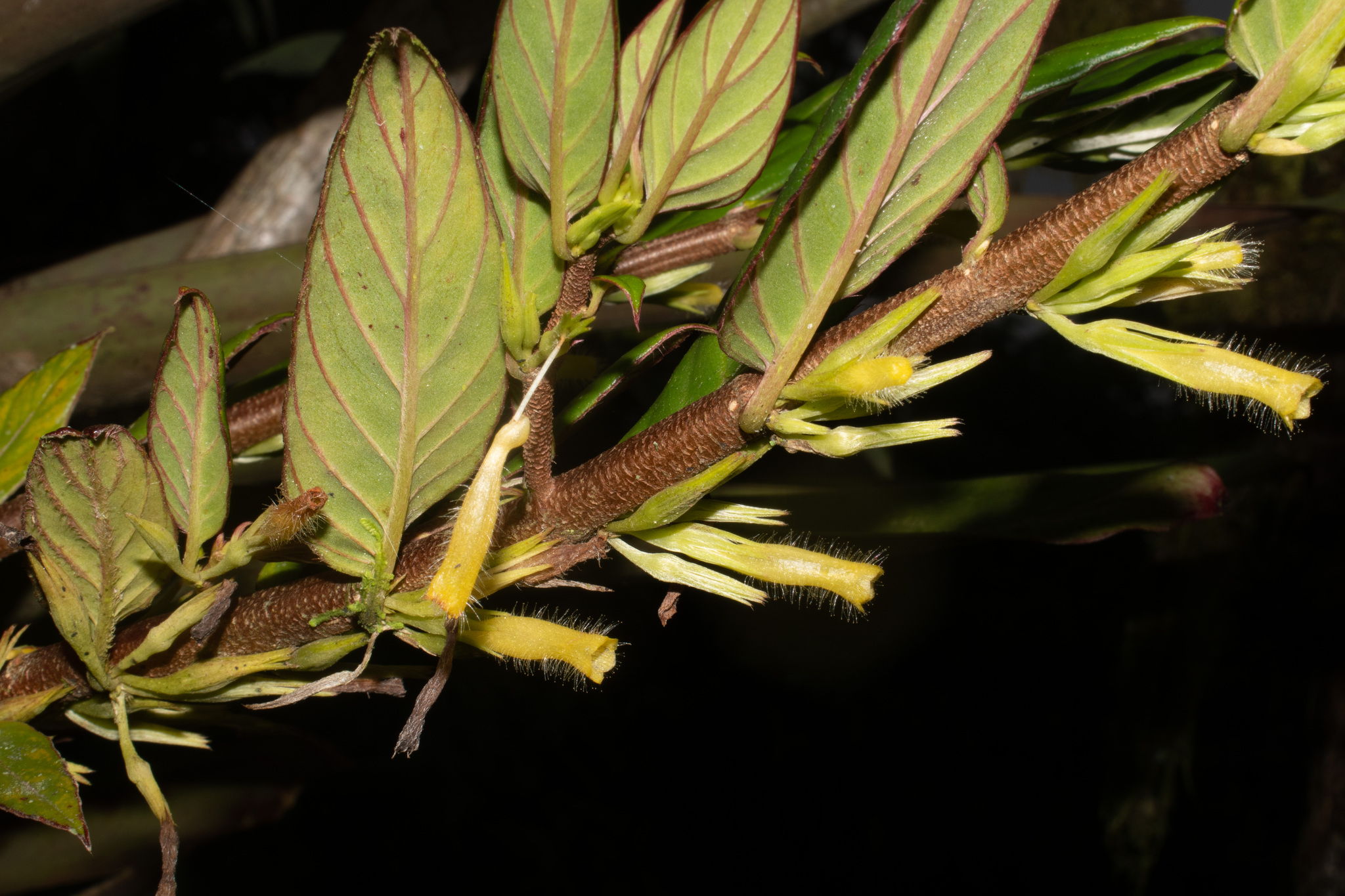 Columnea tandapiana