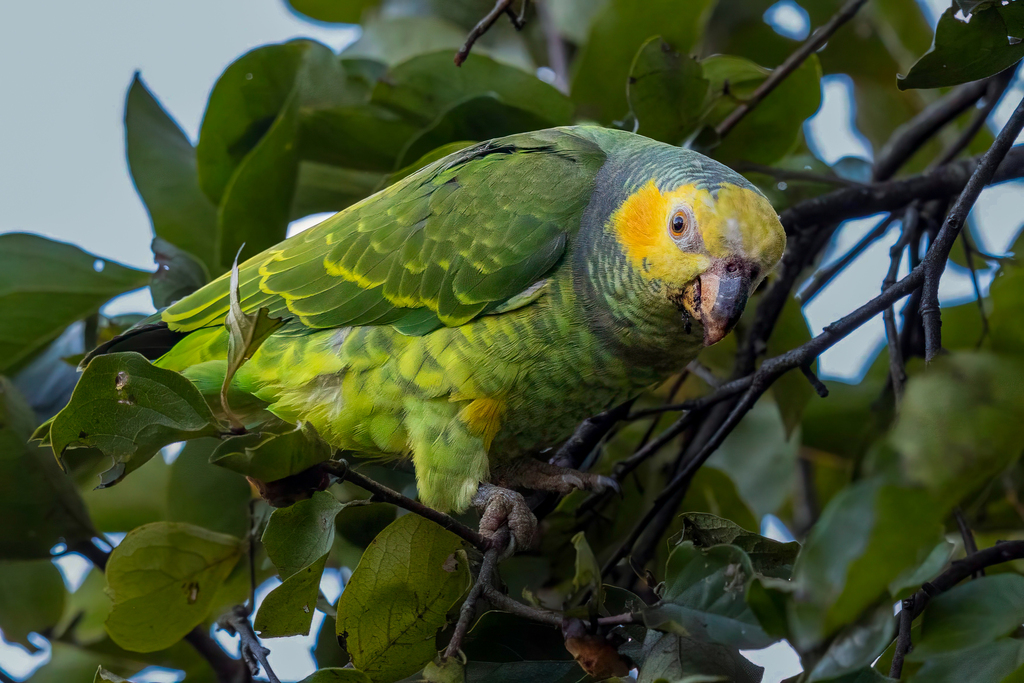 Yellow-faced Parrot photo
