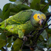Yellow-faced Parrot - Photo (c) abelardomendesjr, some rights reserved (CC BY-NC), uploaded by abelardomendesjr