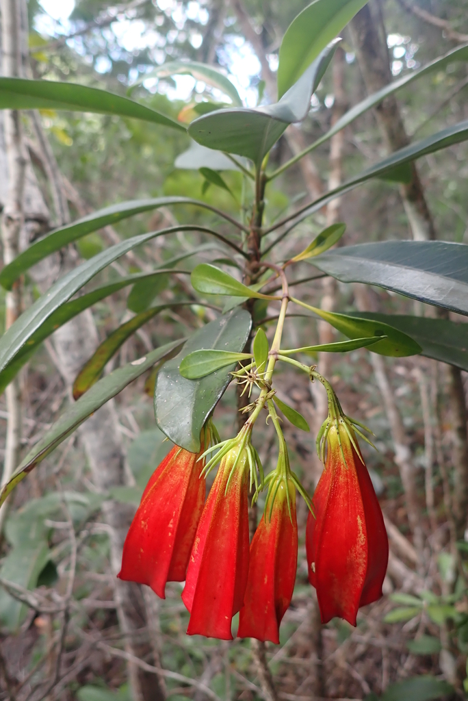 Thiollierea lenormandii