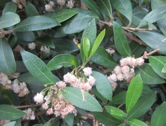 Tricalysia sonderiana