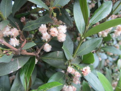 Tricalysia sonderiana