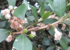 Tricalysia sonderiana