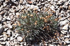 Packera werneriifolia