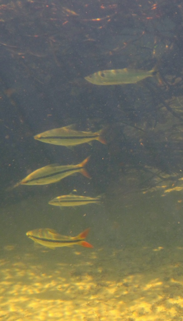 Schizodon isognathus