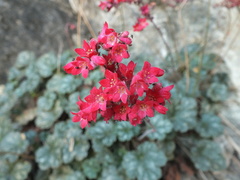 Heuchera sanguinea