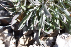 Packera werneriifolia