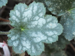 Heuchera sanguinea