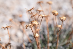 Packera werneriifolia