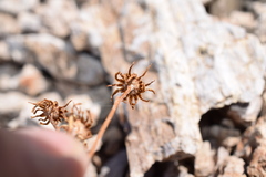 Packera werneriifolia