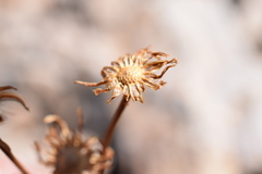 Packera werneriifolia