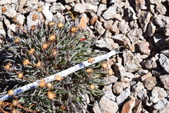 Packera werneriifolia