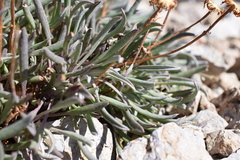 Packera werneriifolia