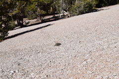 Packera werneriifolia