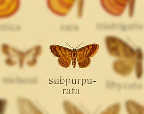 Brachyglossina subpurpurata