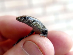 Oligosoma smithi