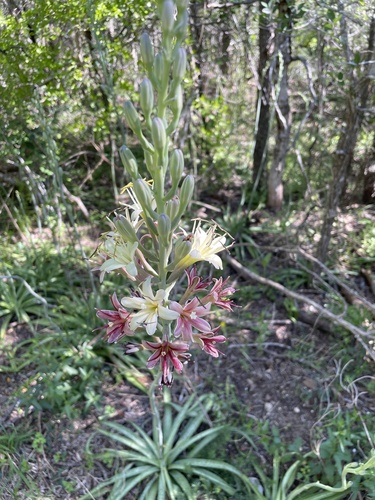 Agave maculata Regel