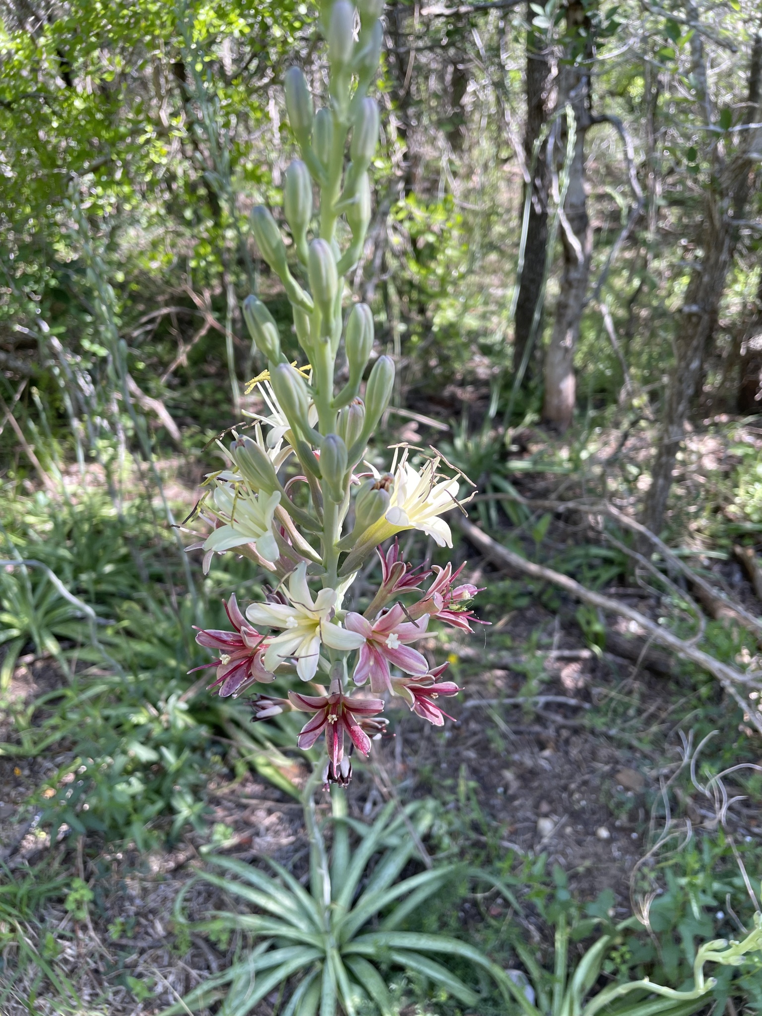 Manfreda maculosa