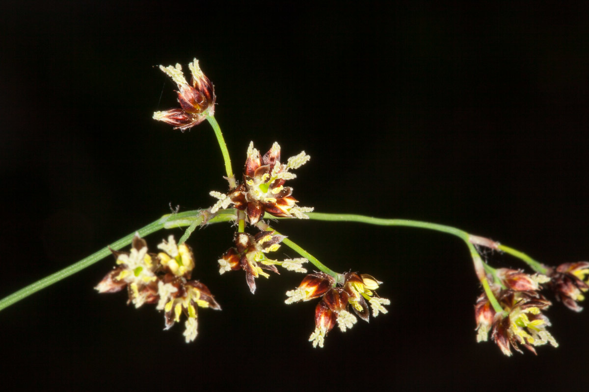 Luzula alpinopilosa