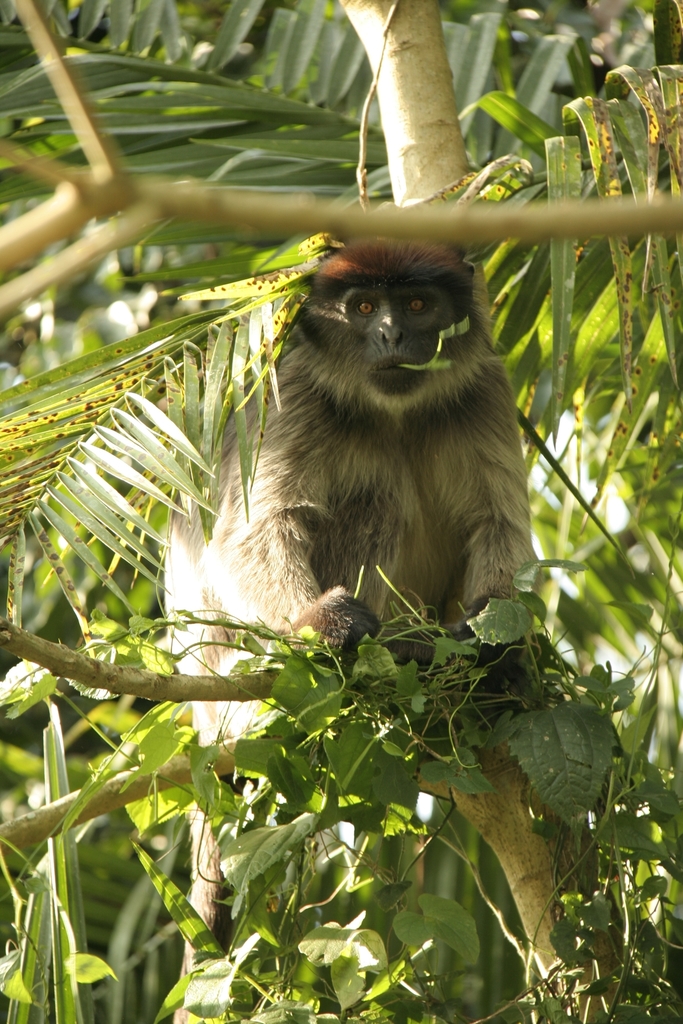 Ugandan Red Colobus