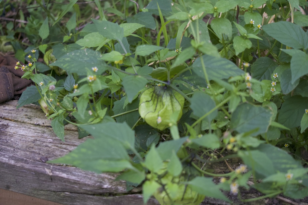 Tomatillo from Wellington, New Zealand on January 4, 2014 at 1027 PM