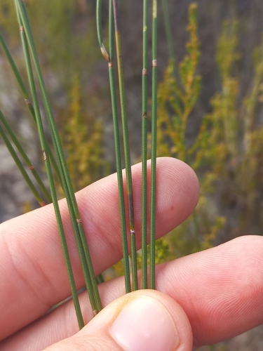 Image of Elegia filacea by (c) Brian du Preez, some rights reserved (CC BY-SA)