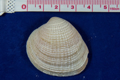 Chione undatella
