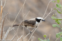 Eurocephalus ruppelli