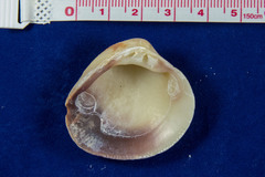 Chione undatella