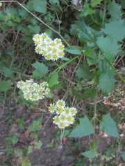 Microglossa mespilifolia
