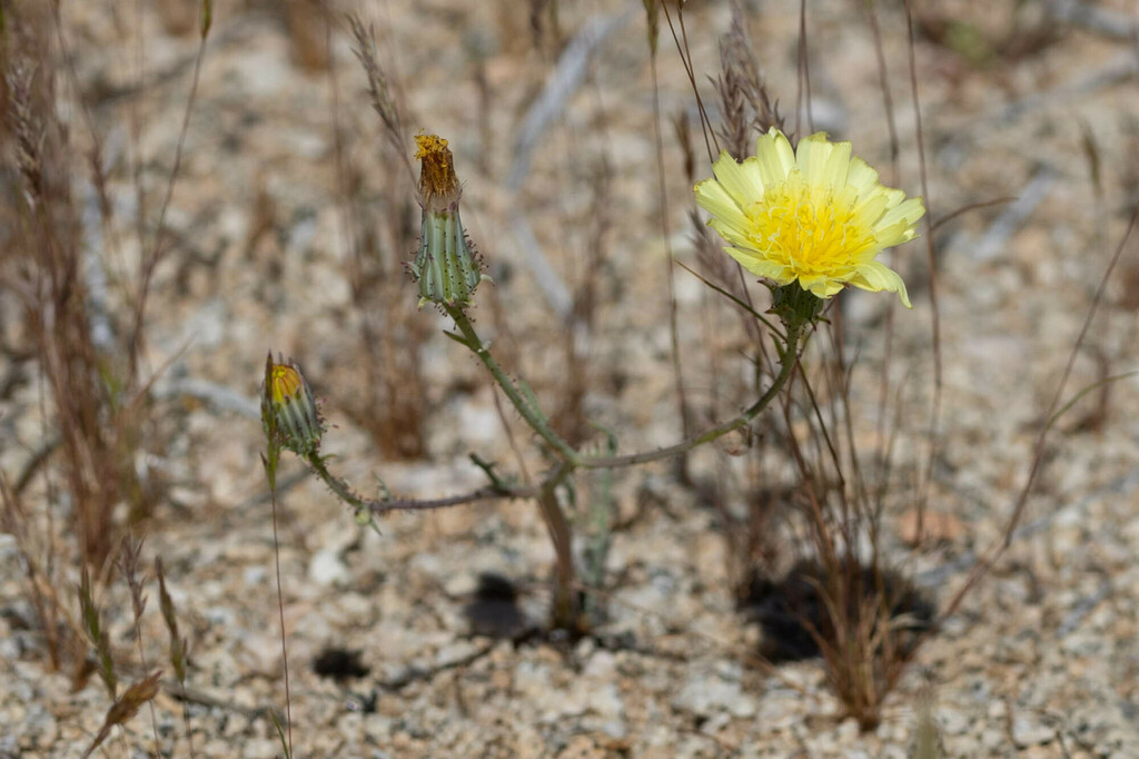 yellow tack-stem