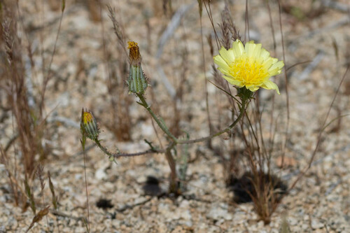 Calycoseris parryi A.Gray