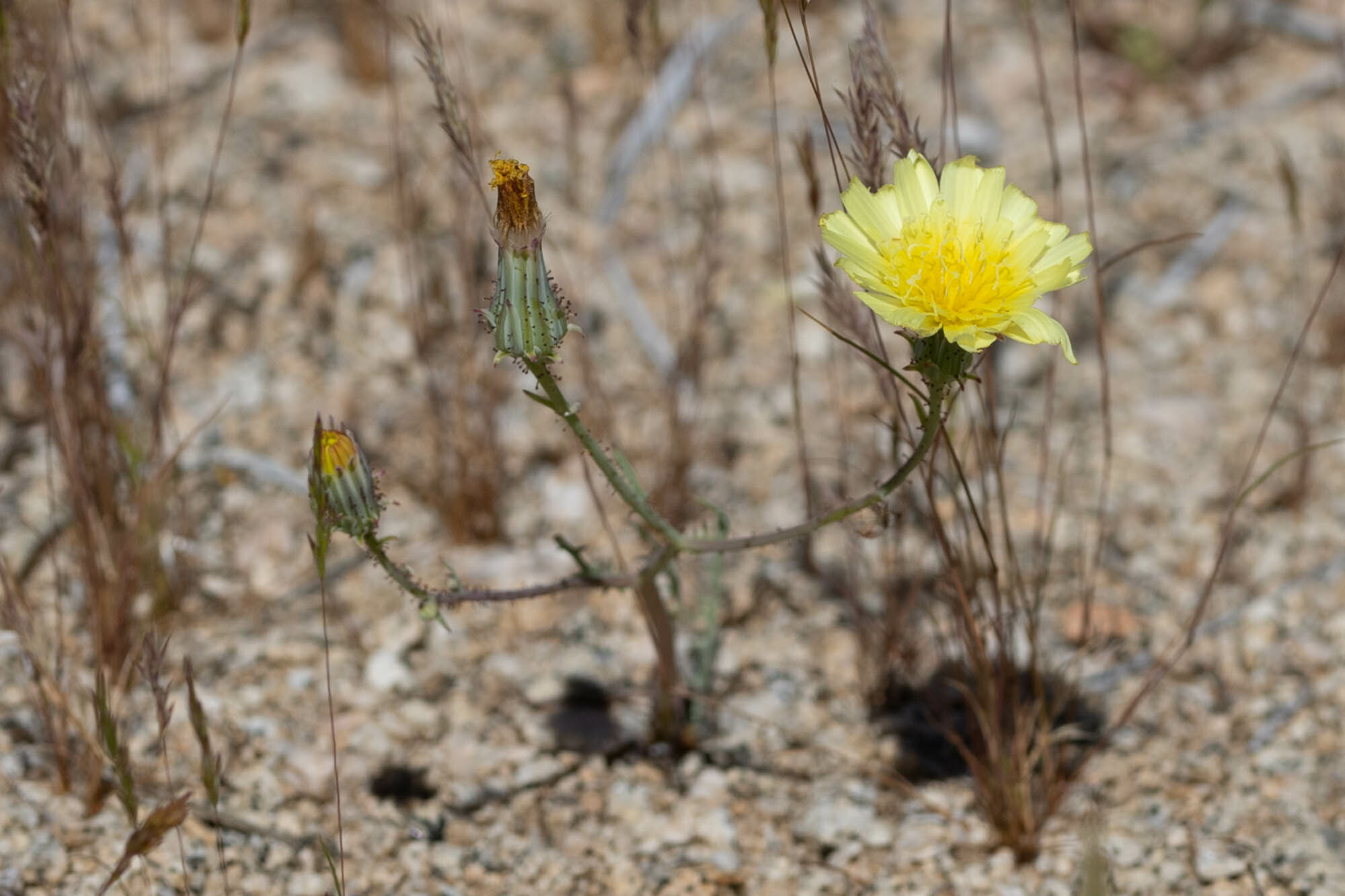 Calycoseris parryi