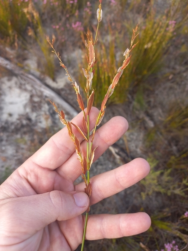 Image of Elegia equisetacea by (c) Brian du Preez, some rights reserved (CC BY-SA)