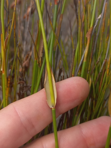 Image of Elegia equisetacea by (c) Brian du Preez, some rights reserved (CC BY-SA)