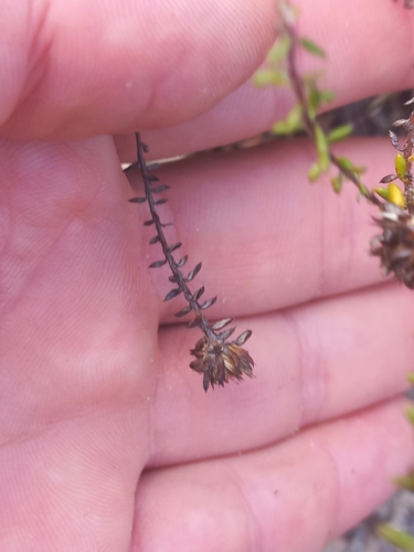 Image of Disparago laxifolia by (c) Brian du Preez, some rights reserved (CC BY-SA)