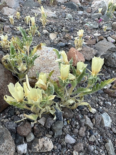 Image of Mentzelia tridentata by (c) Matt Berger, some rights reserved (CC BY)