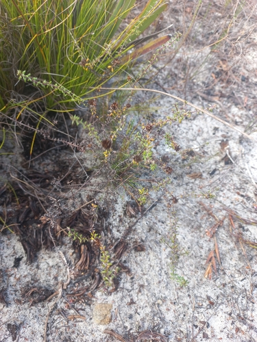 Image of Disparago laxifolia by (c) Brian du Preez, some rights reserved (CC BY-SA)