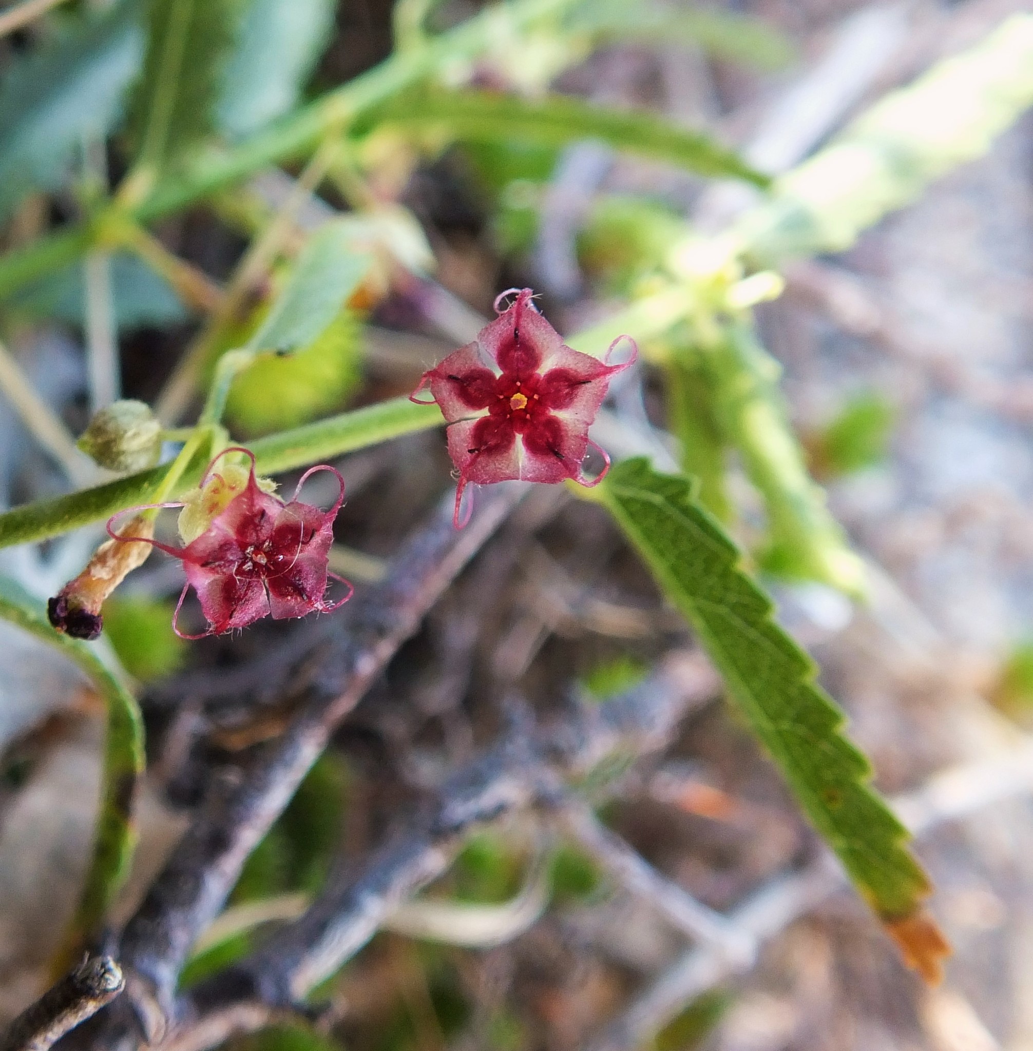 Ayenia filiformis