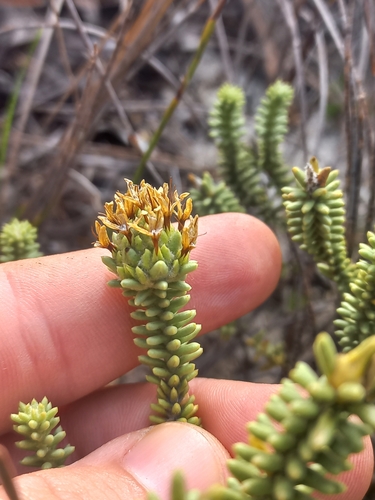 Image of Campylostachys cernua by (c) Brian du Preez, some rights reserved (CC BY-SA)