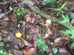 Garcinia macrophylla