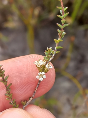 Image of Macrostylis cauliflora by (c) Brian du Preez, some rights reserved (CC BY-SA)