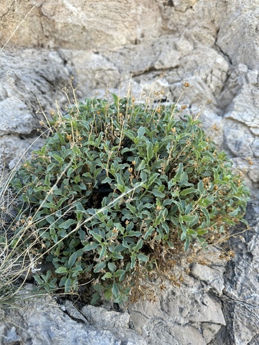 Image of Penstemon petiolatus by (c) Matt Berger, some rights reserved (CC BY)